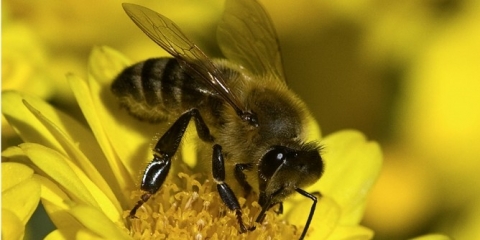 Chrońmy pszczoły - komunikat WIORiN w Poznaniu 