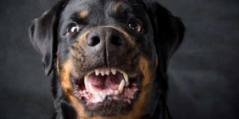 Pozwolenie na posiadanie psa rasy uznawanej za agresywną