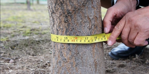 Wycinka drzew i krzewów – jak to zrobić zgodnie z prawem?