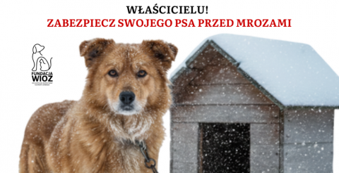 Właścicielu! Zabezpiecz swojego psa przed mrozami!